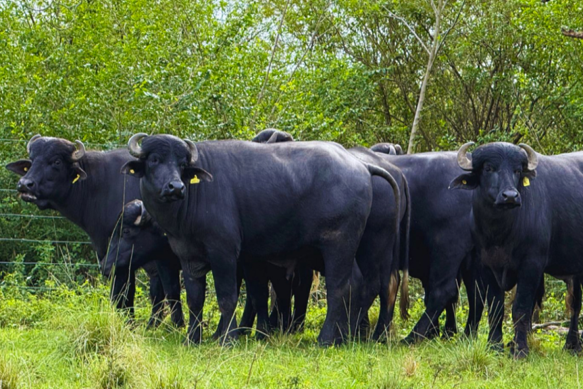 La carne de búfalo se plantea como una opción saludable