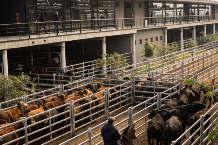 El Mercado de Cañuelas deberá garantizar el bienestar animal