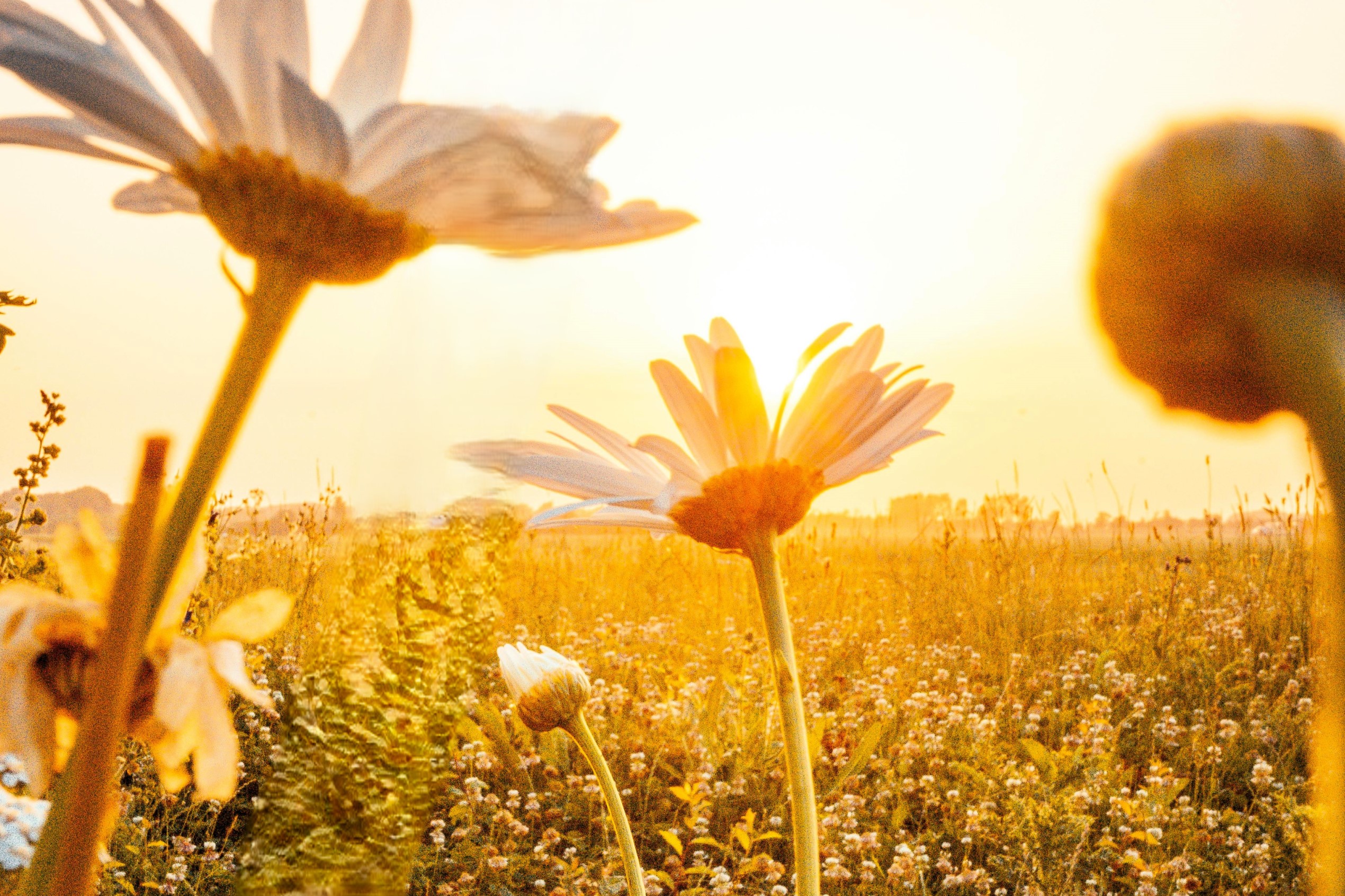Una primavera calurosa según el SMN
