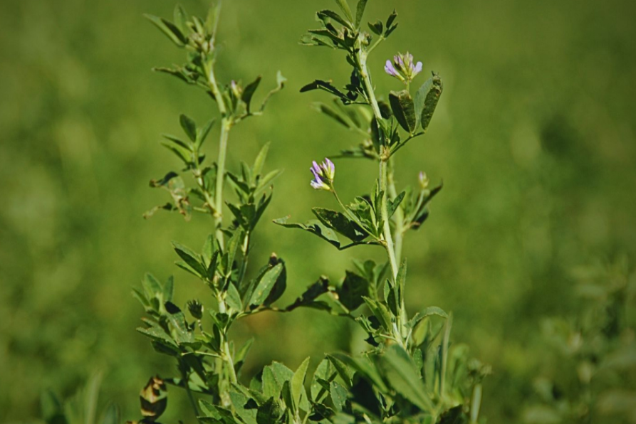 Descubren cómo la alfalfa sobrevive al estrés salino