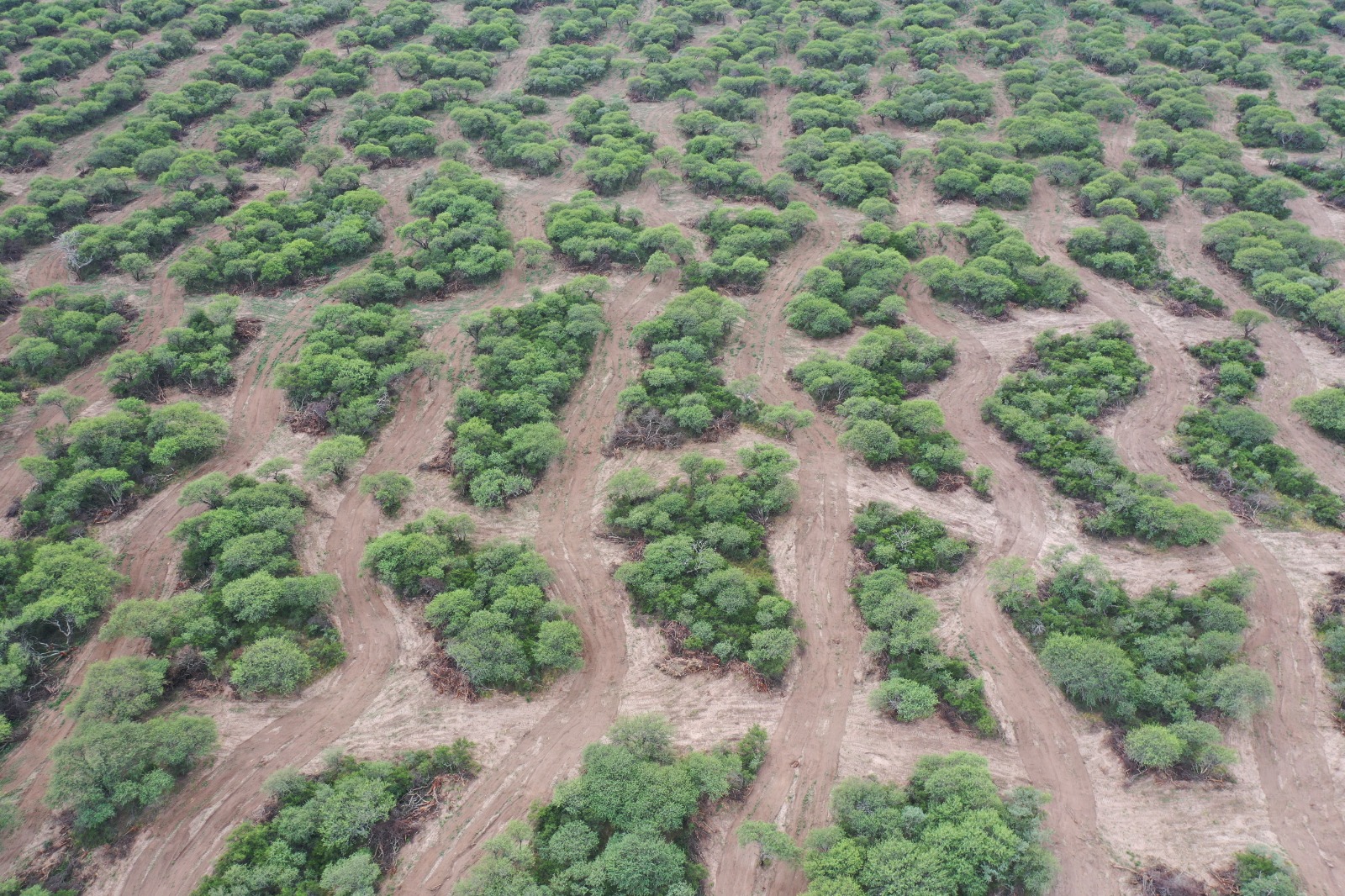 Aporte para manejo de bosque en la Facultad de Agronomía