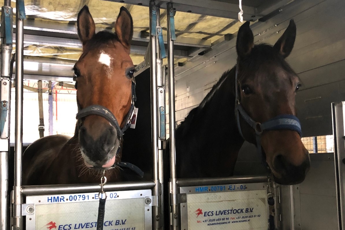 Actualizaron las condiciones de ingreso de equinos al país