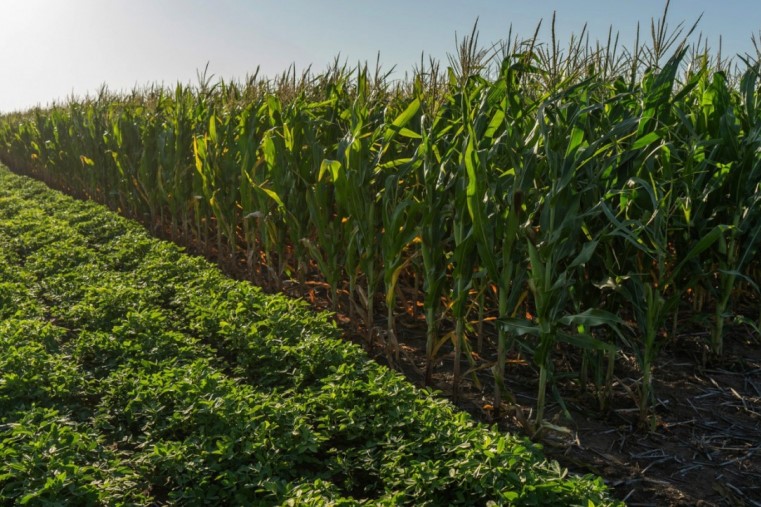 Campaña gruesa: Rige la nueva línea crediticia anunciada por Zillioto en la rural