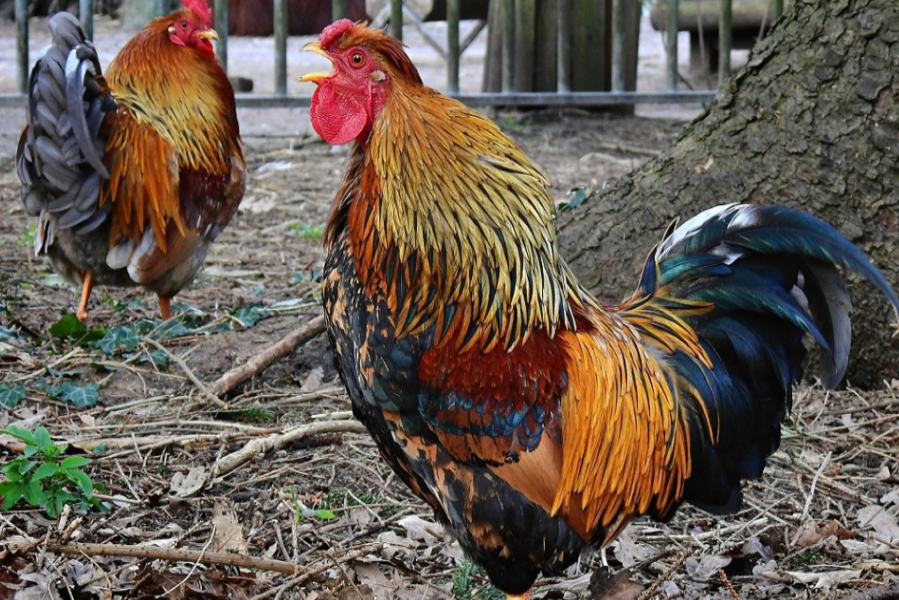 Un caso de influenza aviar en aves de traspatio de la provincia de Buenos Aires