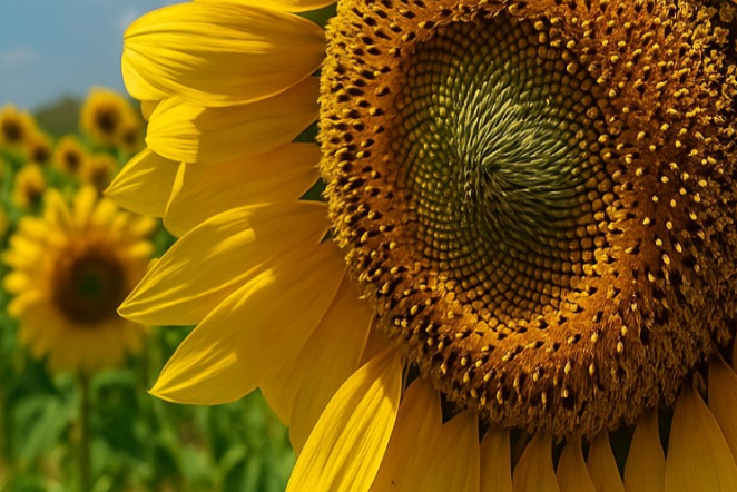 Con buenas intenciones para el girasol