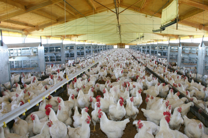 Más exportaciones de carne aviar y más consumo