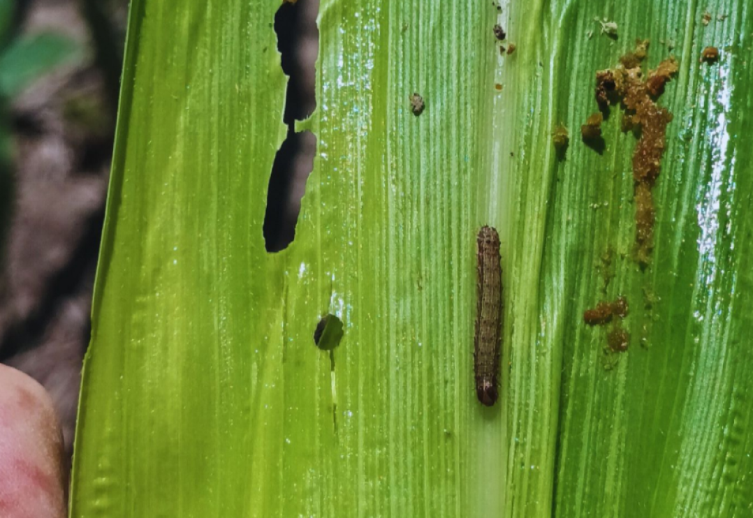 Atentos por ataques tempranos del gusano cogollero en maíz