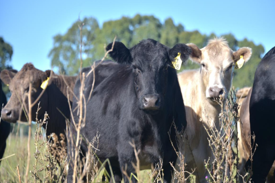 Nueva plataforma para la cadena de carnes