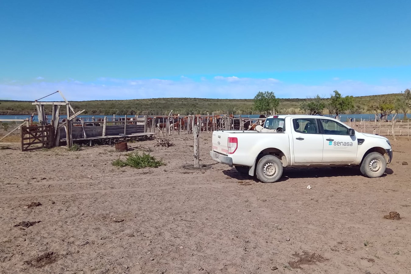 Monitorean las fronteras por el estatus libre de aftosa