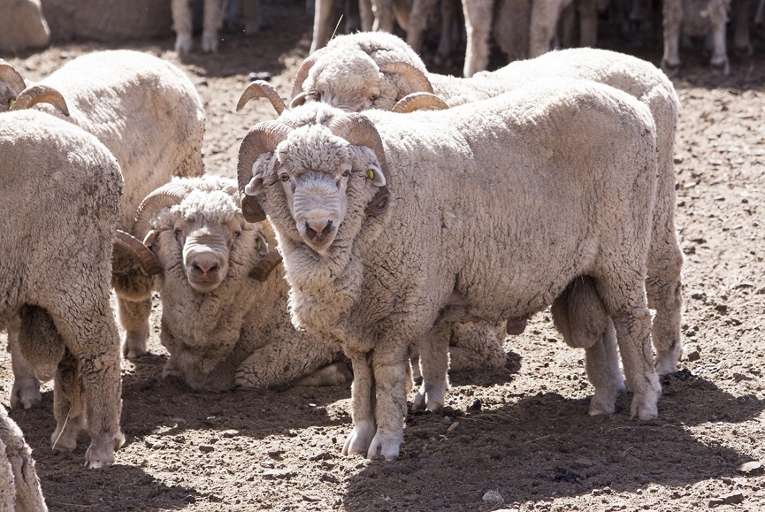 Alerta sanitaria por sarna ovina en el sur del país