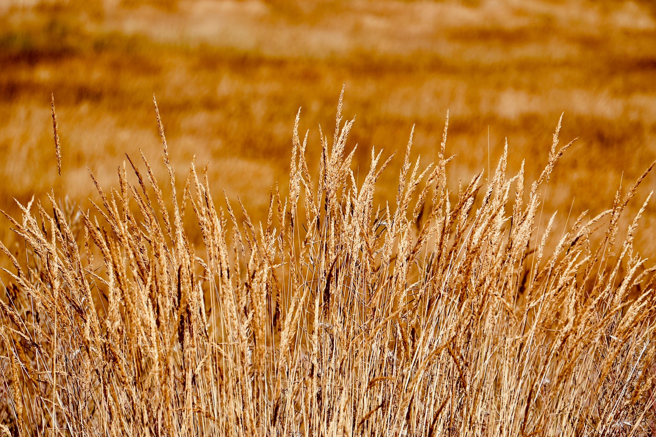 Menos lluvias en el pronóstico pampeano