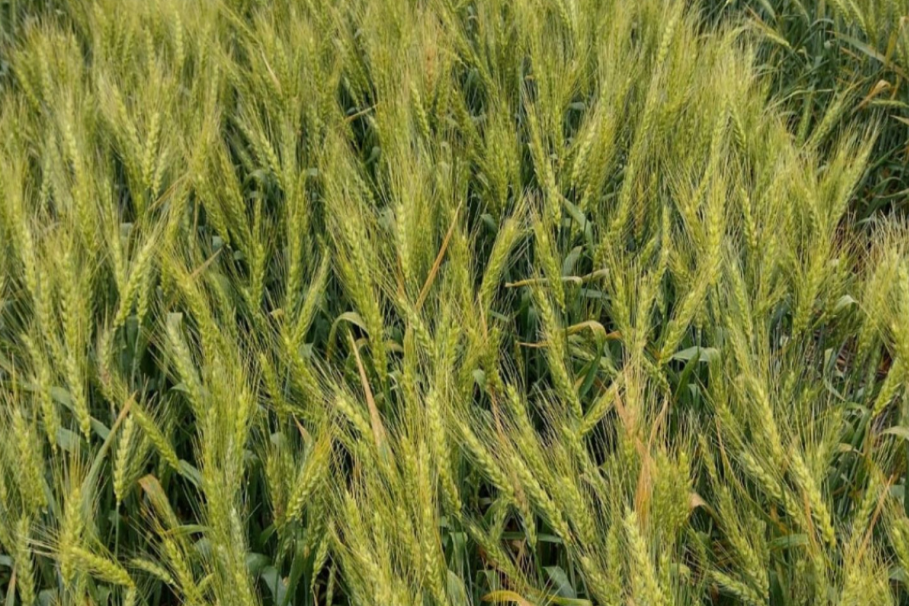 Prueban nanofertilizantes en trigo y maíz