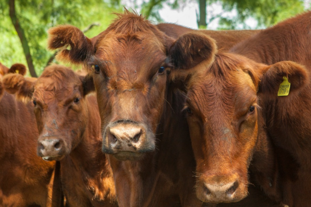 Brucelosis: Se actualizan los sistemas de control de movimientos