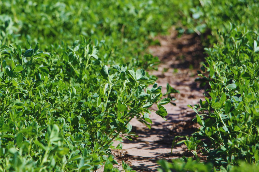 Presentaron tres nuevas variedades de alfalfa