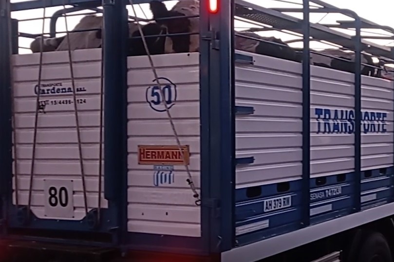 Actualizan los sistemas de control de brucelosis