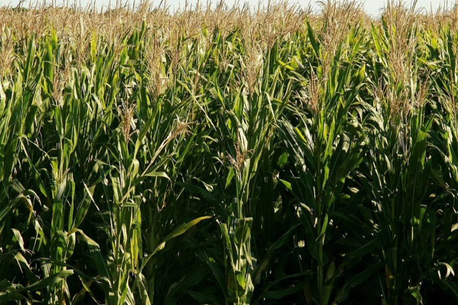 Chicharrita del maíz: 24 productos autorizados