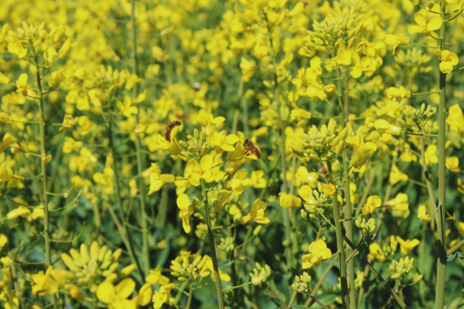 Analizan la calidad de granos de soja, lino y colza
