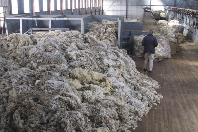 Facilitan la exportación de lana sucia