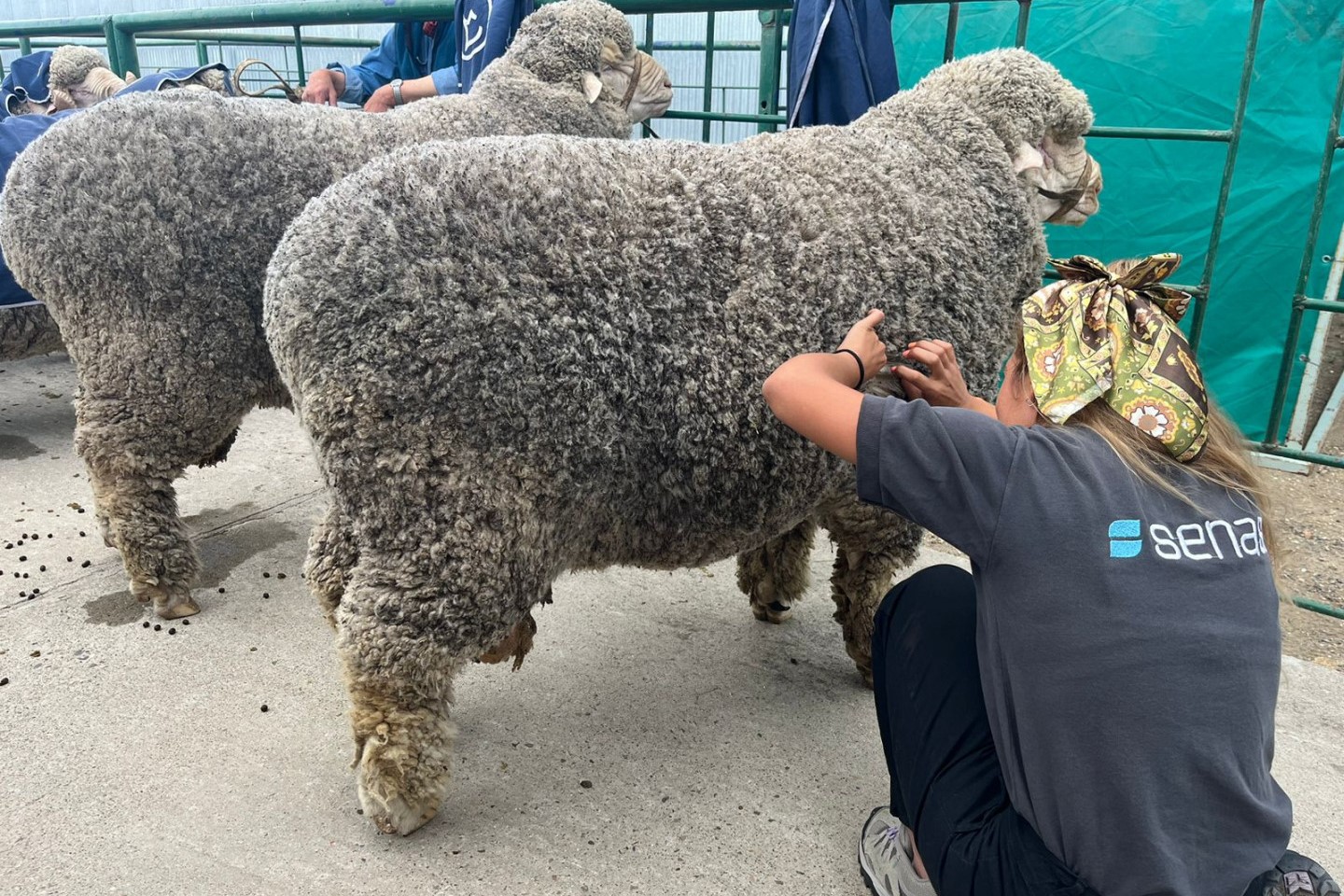 Sarna ovina: Protocolos vigentes para las exposiciones