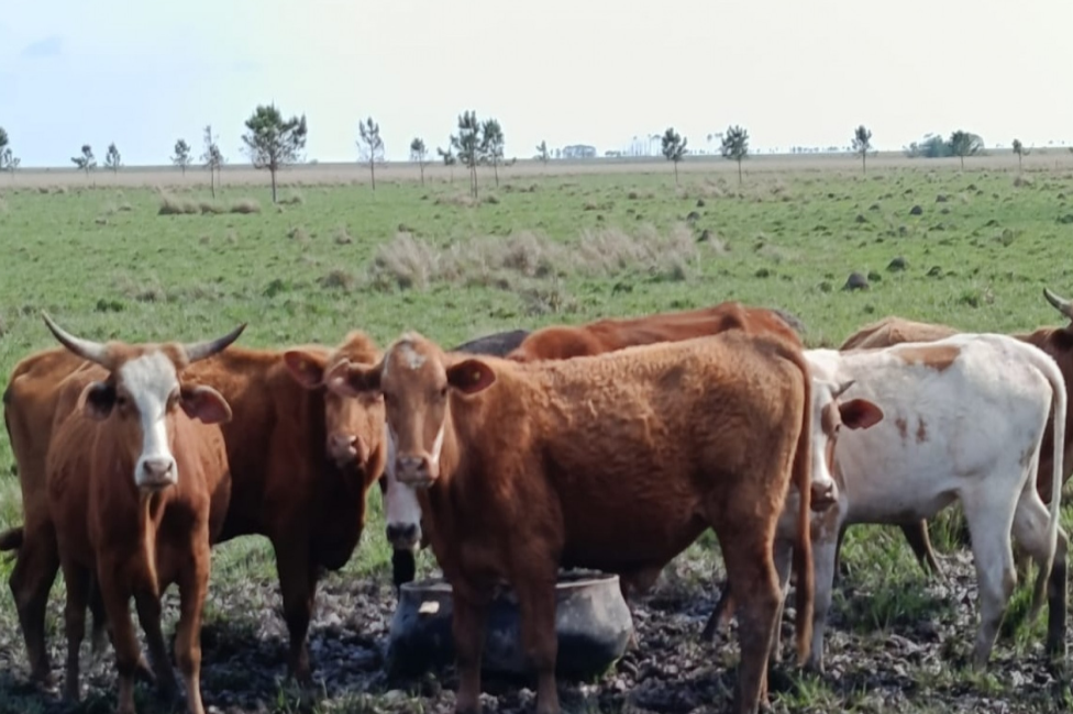 El bovino criollo recomendado para los ambientes desafiantes