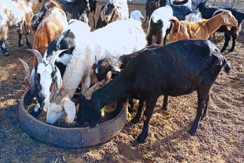 Cabras con una dieta balanceada en las zonas áridas