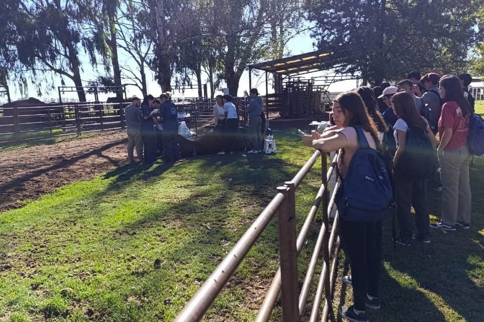 Los jóvenes siguen eligiendo la medicina veterinaria
