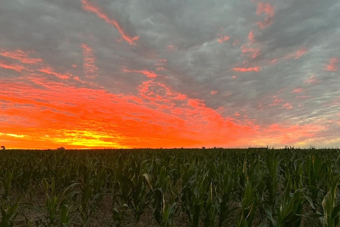 La gruesa con señales de estrés hídrico