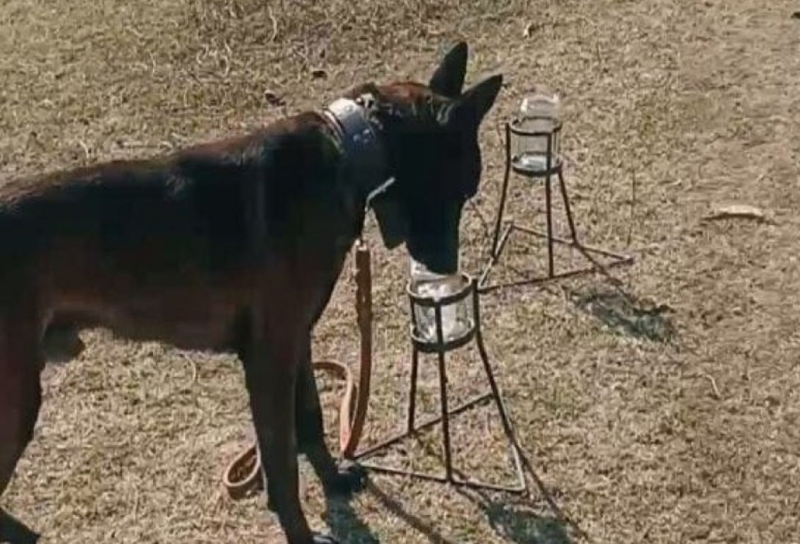 Perros entrenados para fortalecer las barreras sanitarias