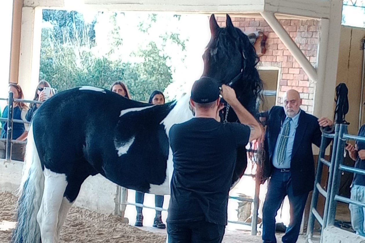 Reconocimiento internacional para la equinoterapia de «El Zorzal»