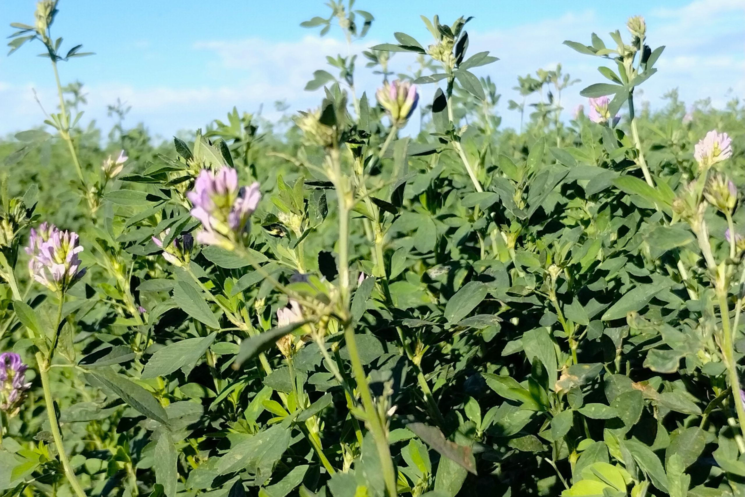 Alfalfa dentro de una rotación con suelos salinos
