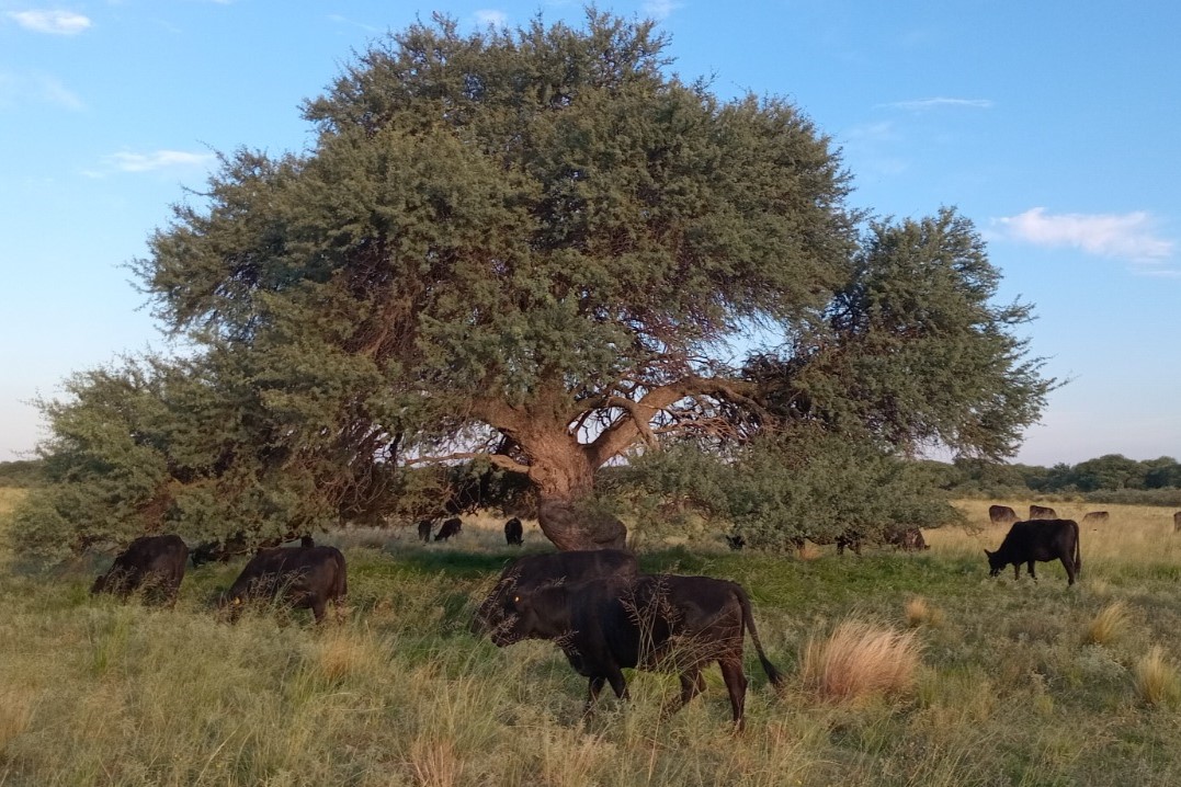 El caldenal y braford, unidos por la ganadería regenerativa