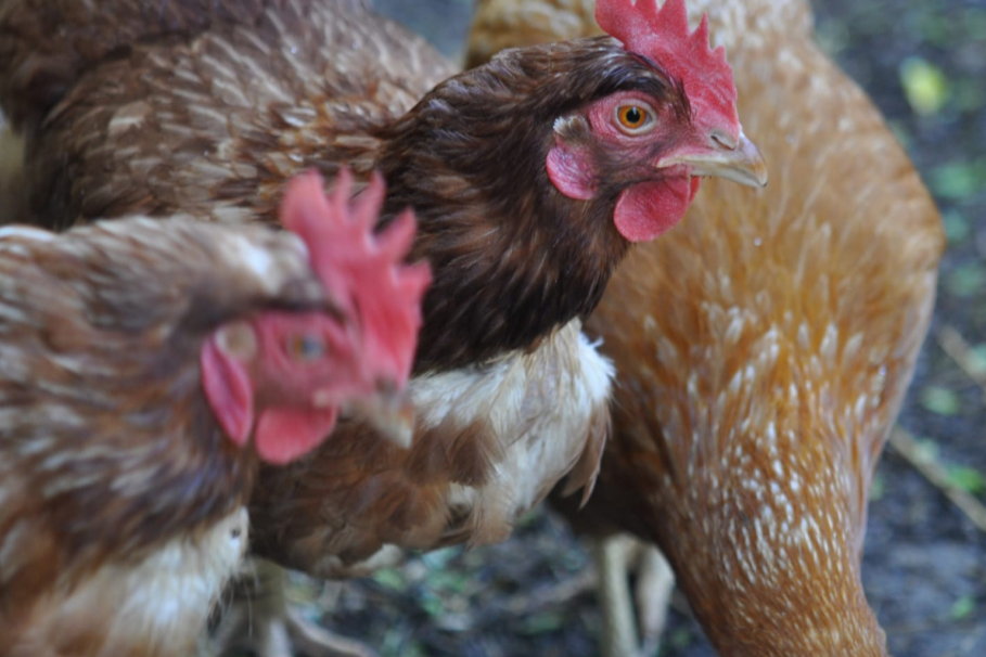 Influenza Aviar con positivos en Río Negro