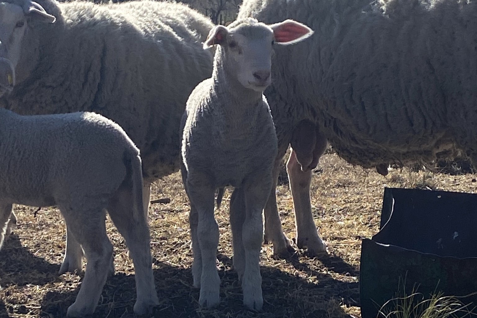 Analizan el desarrollo de corderos Pampinta