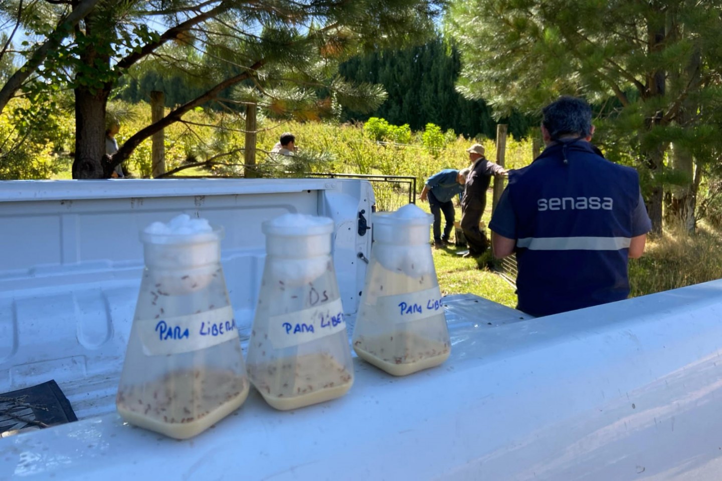 Insectos estériles para frenar una plaga