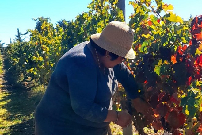 Finalizó el monitoreo de Mosca del Mediterráneo