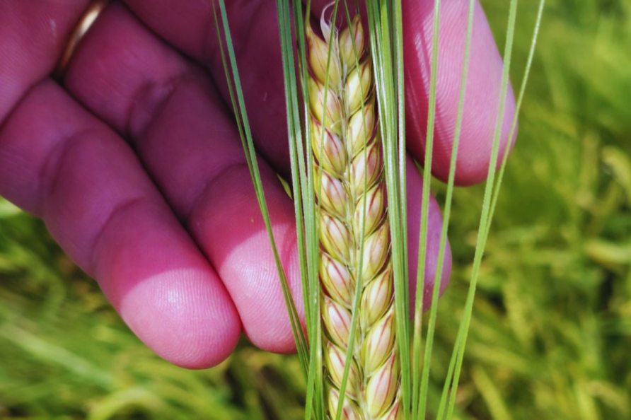 Beatriz, la nueva cebada cervecera del INTA