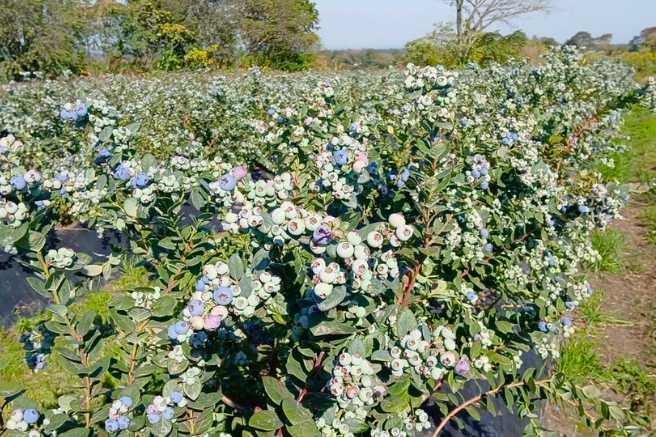 Nuevos arándanos made in Argentina