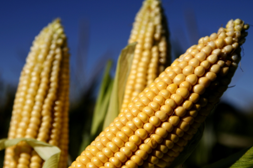 Las DJVE de maíz mostraron un marzo récord