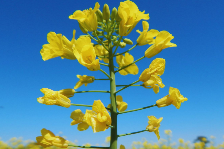 Juana y Floriana, dos colzas mejoradas