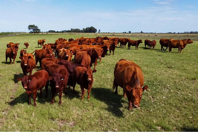 Alerta por detección de carbunclo bateriano