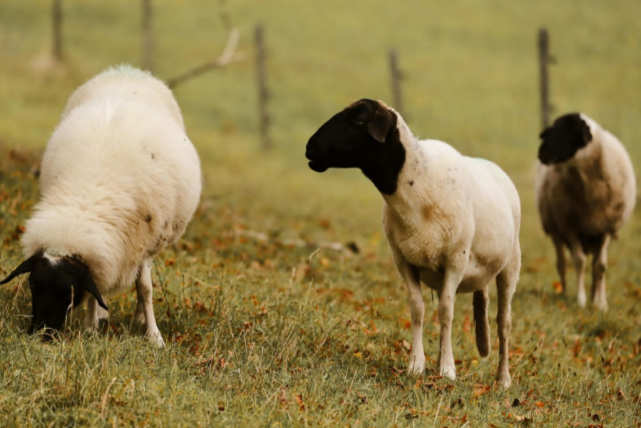 Detectaron brotes de scrapie clásico en ovinos importados