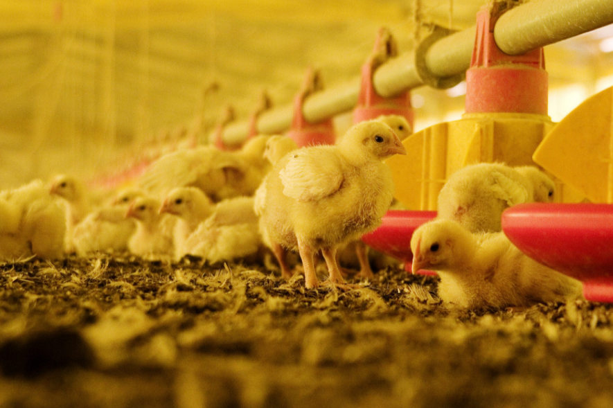 Influenza aviar: Se restituye el estatus de país libre