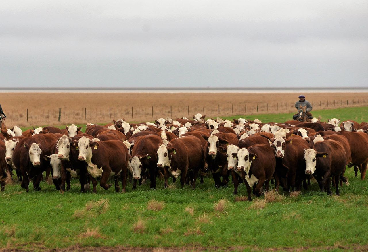 Los productores pueden inscribirse en VISEC CARNE