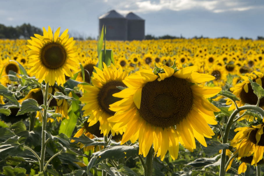 El girasol duplicó exportaciones entre enero y mayo