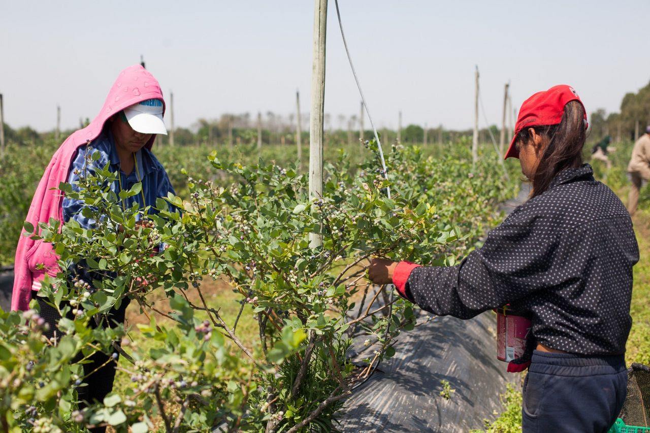 Los interesados en trabajar en el agro se pueden inscribir en el PER