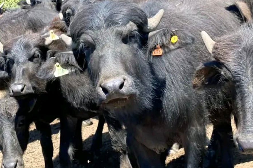Los búfalos siguen ganando terreno en Argentino