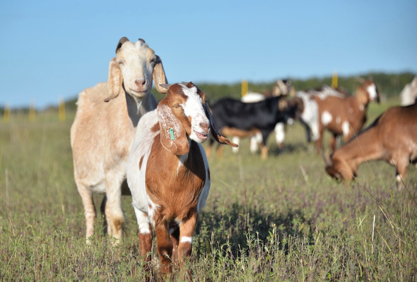 Medio Oriente como principal comprador de carne caprina