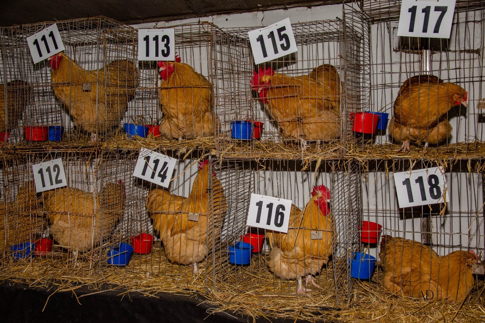 Anuncian una expo con más de 250 animales
